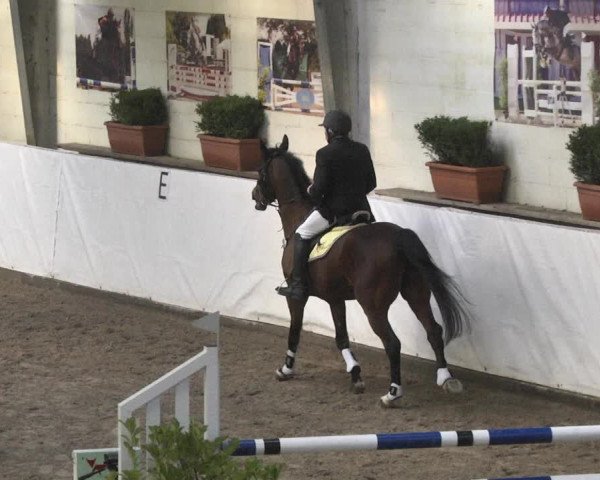 Reitturnier Viernheim 2018