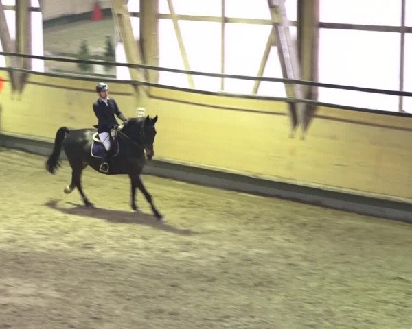 Reitturnier Bülach 2018