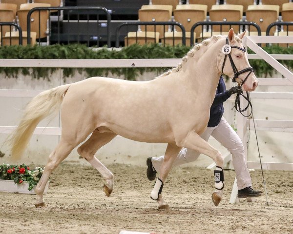 Dressurpferd A kind of Magic BW (Deutsches Reitpony, 2015, von A Gorgeous)