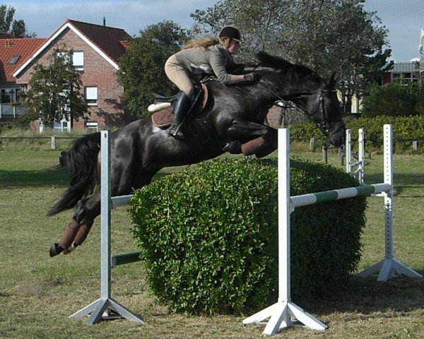 dressage horse Wisconti's Whippersnapper (Hanoverian, 2002, from Wolkentanz I)
