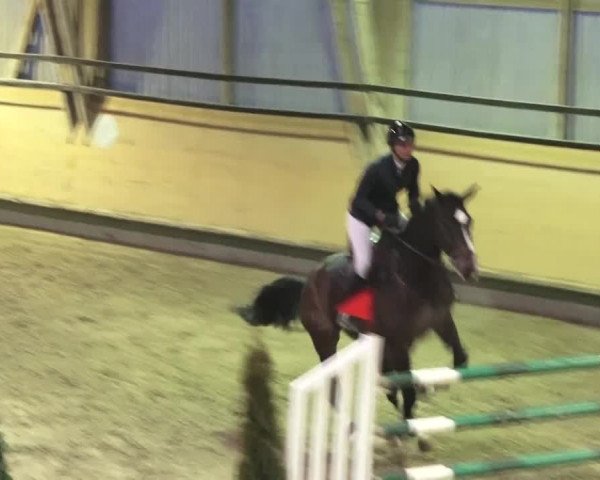 Reitturnier Bülach 2018