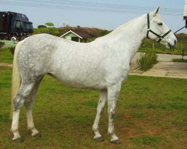 broodmare Tsarina (KWPN (Royal Dutch Sporthorse), 2000, from Concorde) broodmare Tsarina (KWPN (Royal Dutch Sporthorse), 2000, from Concorde)