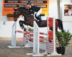 jumper Hanassie 2 (KWPN (Royal Dutch Sporthorse), 2005, from VDL Harley)