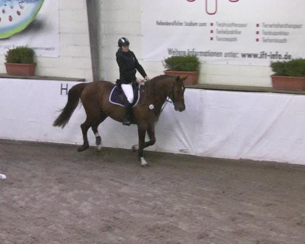 Reitturnier Viernheim 2018
