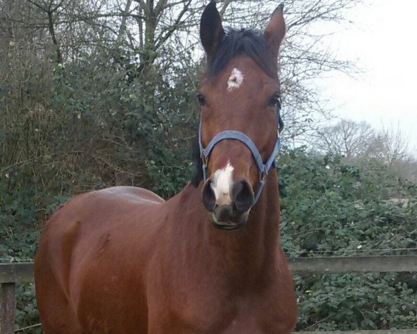 jumper Clinton's Boy 3 (Holsteiner, 2010, from Clinton H)