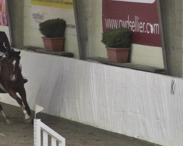 Reitturnier Viernheim 2018