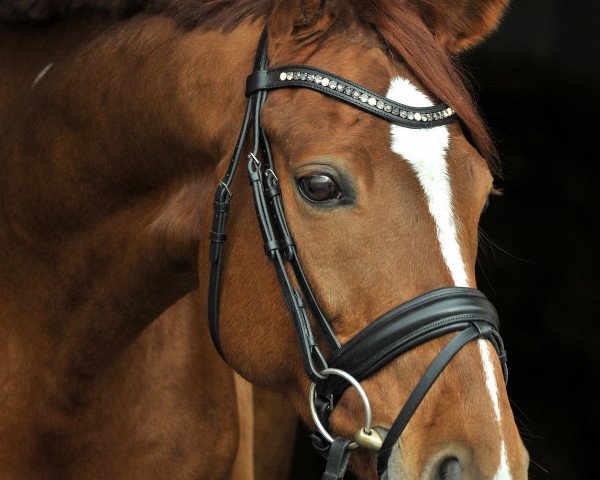 dressage horse Floresco 14 (Hanoverian, 2010, from Florimon 157 FIN (ex. Firebird))