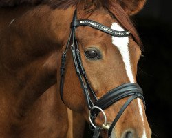 Dressurpferd Floresco 14 (Hannoveraner, 2010, von Florimon 157 FIN (ex. Firebird))