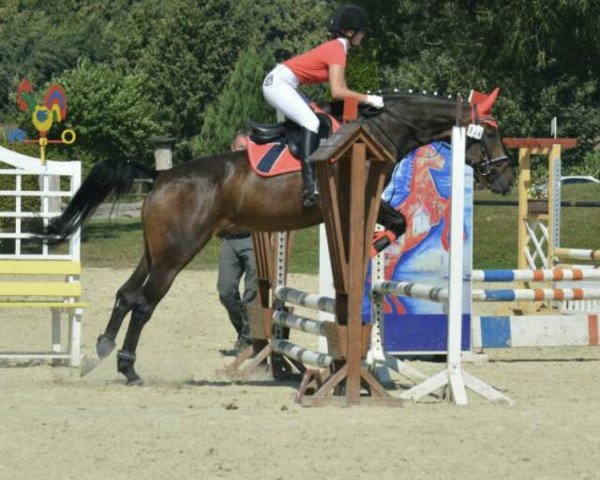 Dressurpferd Picasso 828 (Westfale, 2003, von Polygraf)