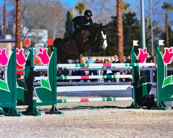 jumper Grandonellie (KWPN (Royal Dutch Sporthorse), 2011, from Londontimes)