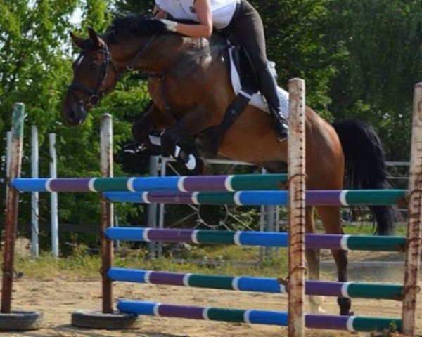 Springpferd Copilot (Hessisches Warmblut, 2004, von Cockpit)