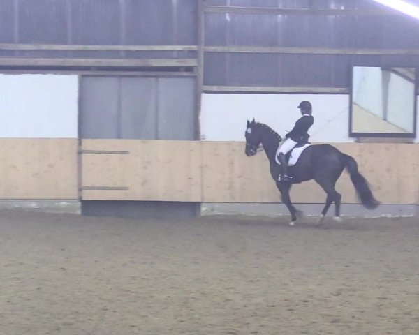 Reitturnier Datteln 2018