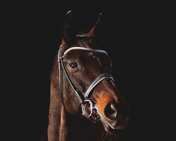broodmare Evita IX (Trakehner, 1996, from Artistic-Rock) broodmare Evita IX (Trakehner, 1996, from Artistic-Rock)