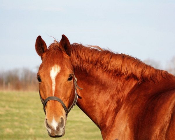 Dressurpferd Thiara 2 (Deutsches Sportpferd, 2008, von Lehmann)