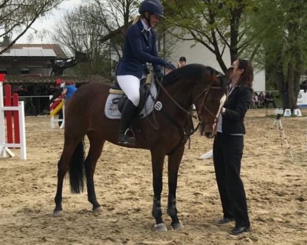 jumper Darling 308 (KWPN (Royal Dutch Sporthorse), 2008, from Wittinger)