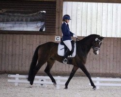 dressage horse Quarters Legendary (Hanoverian, 2013, from Quaterhall)