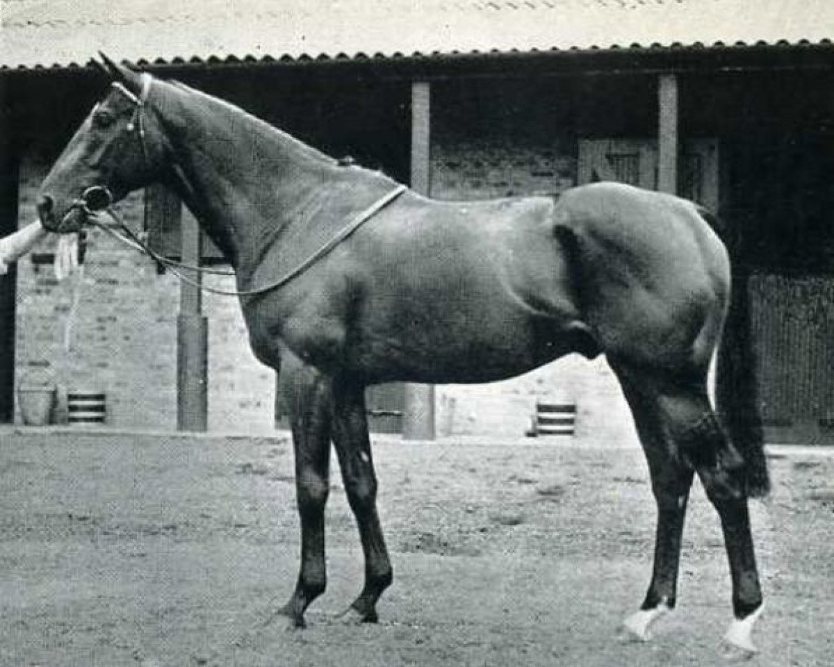 stallion Le Sage xx (Thoroughbred, 1948, from Chamossaire xx)