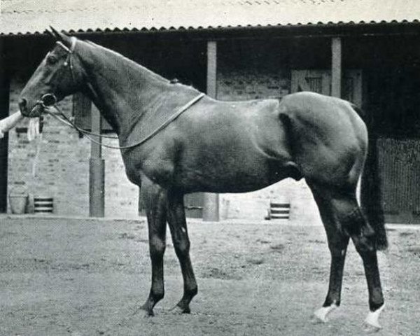 stallion Le Sage xx (Thoroughbred, 1948, from Chamossaire xx)