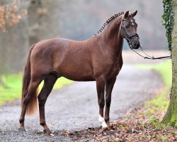 stallion Deep Red M (German Riding Pony, 2014, from Dance Star AT NRW)