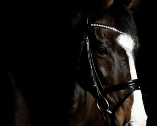 dressage horse Conzerto (Oldenburg show jumper, 2005, from Contendro I)