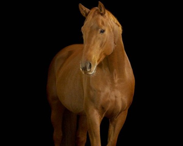 horse Agathon (Thoni) (Hanoverian, 2011, from Alabaster)