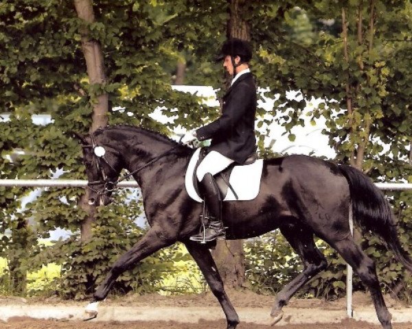 Pferd Stettiner F (Hannoveraner, 2008, von Stedinger)