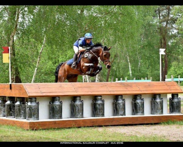Pferd Candy Girl 61 (Hannoveraner, 2005, von Contendro I)