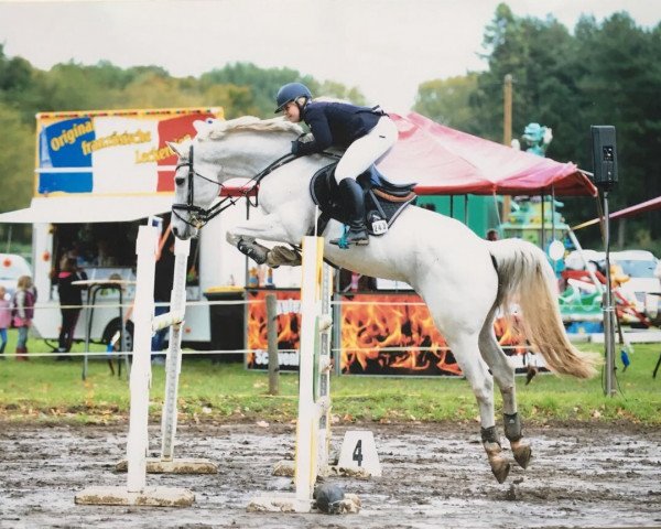 jumper Ektor M (Belgian Warmblood, 2004, from Clinton)