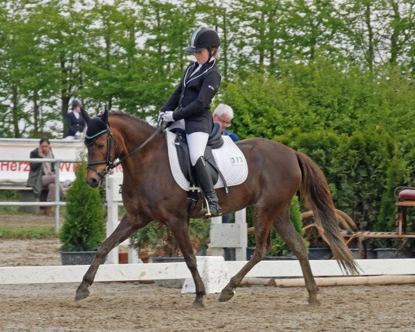 Zuchtstute WhyNot Ladys First (Welsh Pony (Sek.B), 2011, von Greenvillage Pr)