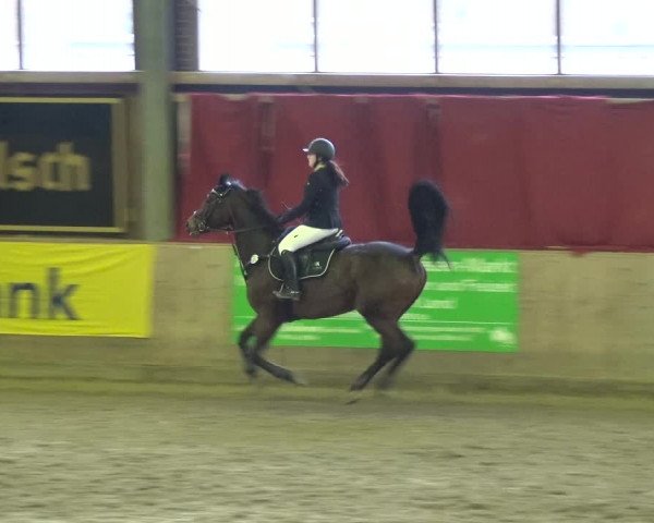 Reitturnier Köln-Leverkusen 2018