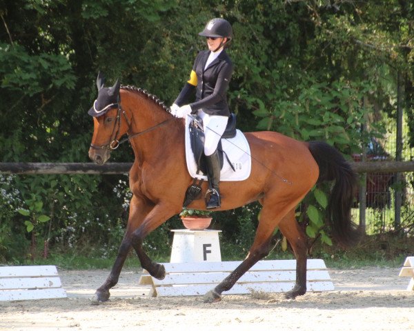 broodmare Amy Lou 8 (Hanoverian, 2008, from Abke 4)
