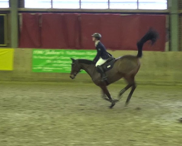 Reitturnier Köln-Leverkusen 2018