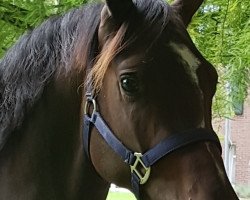 horse Don Chocolate 4 (German Riding Pony, 2015, from Dreidimensional AT NRW)