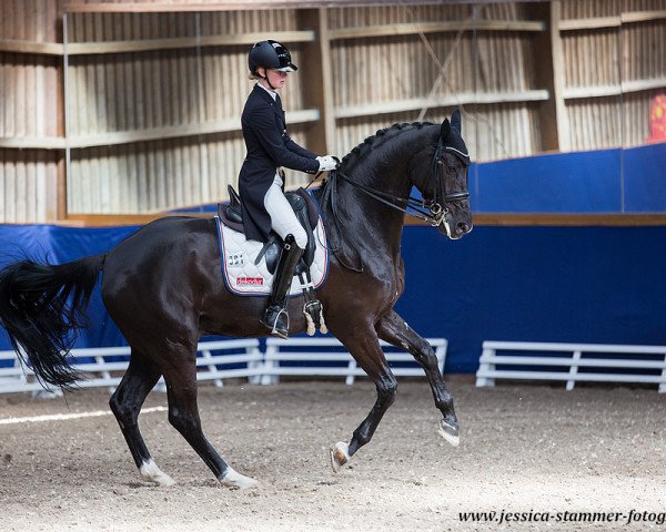 dressage horse FBW Sunfire (Württemberger, 2009, from San Amour I)