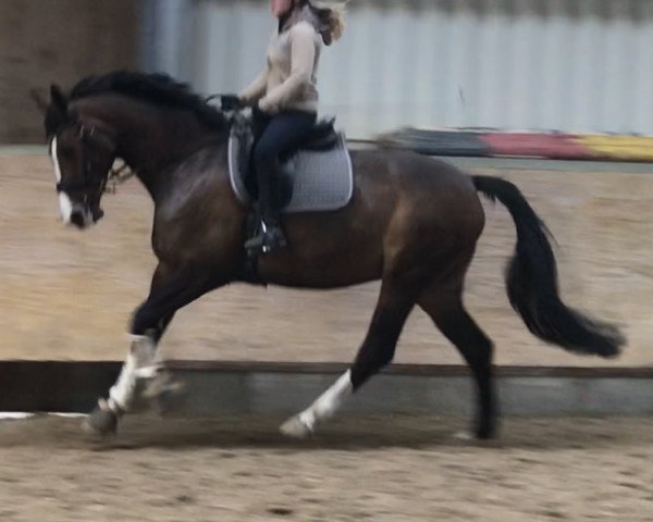dressage horse Fairy Queen 14 (Westphalian, 2010, from Fanfani 4)