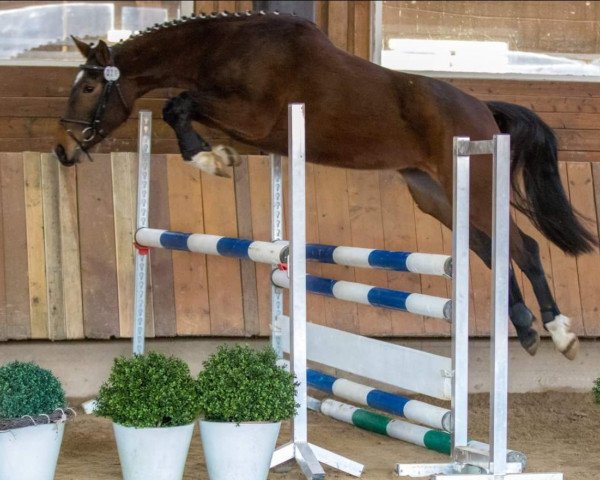 horse Bakersfield S (Westphalian, 2015, from Balous Diamond)