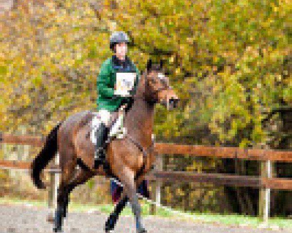 horse Cici Top (Oldenburg, 2009, from Charming Boy 38)
