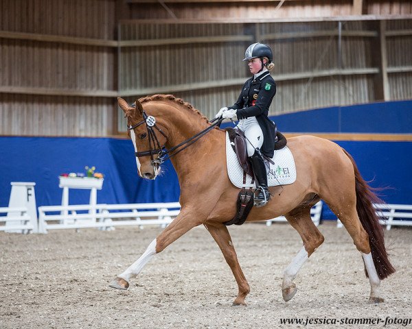 dressage horse Wells Fargo 14 (Hanoverian, 2003, from Welser)