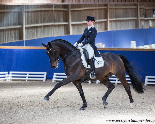 dressage horse Darboven (Hanoverian, 2006, from Don Kennedy) dressage horse Darboven (Hanoverian, 2006, from Don Kennedy)
