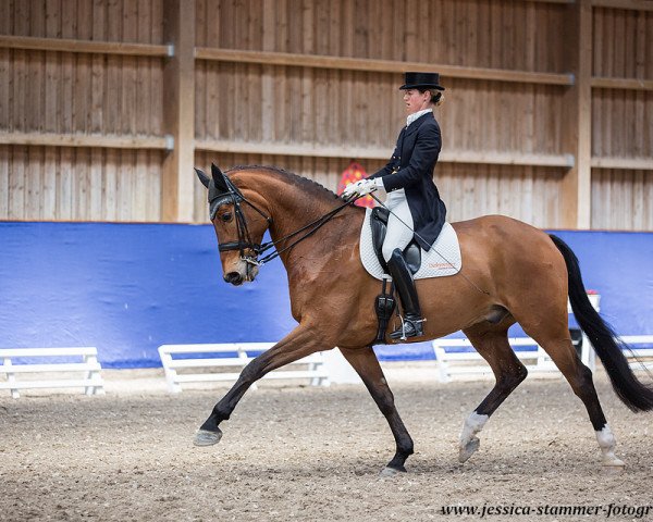 Dressurpferd Fifty Fifty (KWPN (Niederländisches Warmblut), 2010, von Florencio I)