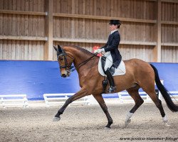 dressage horse Fifty Fifty (KWPN (Royal Dutch Sporthorse), 2010, from Florencio I)