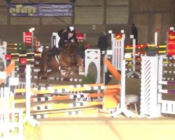 Springpferd Virginia (Anglo Europäisches Sportpferd, 2013, von Vittorio)