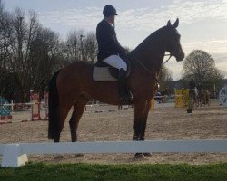 jumper Egon 65 (Westphalian, 2011, from Eldorado van de Zeshoek)
