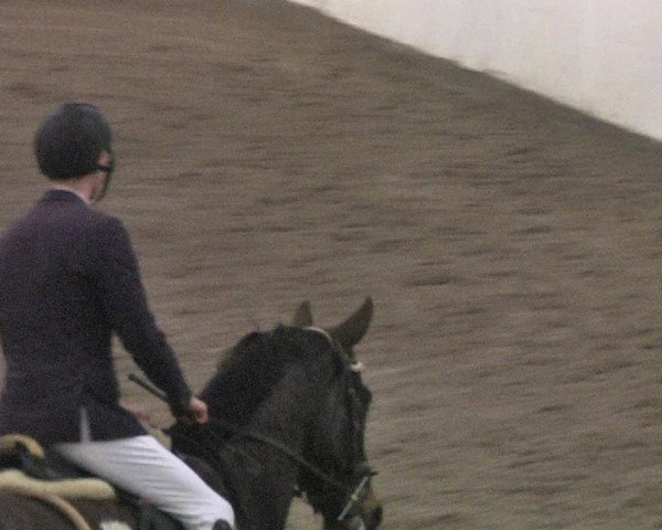 Reitturnier Viernheim 2018