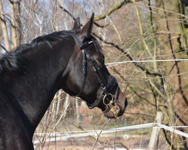 horse Continuo de Cheval (Oldenburg show jumper, 2012, from Contendros 2)