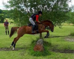 broodmare Lilly 671 (German Riding Pony, 2010, from Dream of Lord)