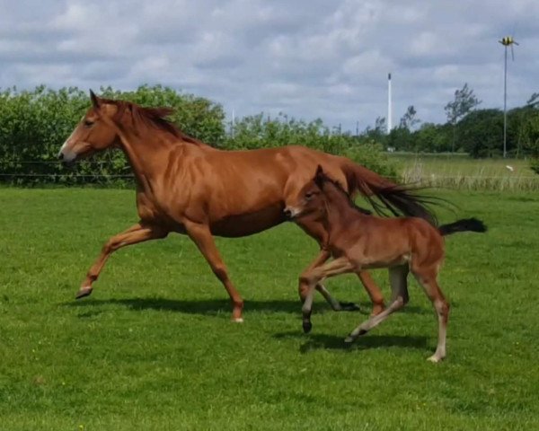 broodmare Bellandora (Oldenburg, 1998, from Landor S)
