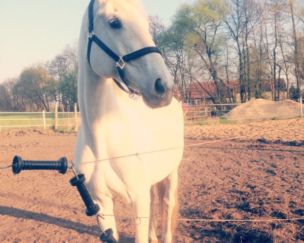 jumper Kasandra 29 (German Sport Horse, 2006, from Carpalo)