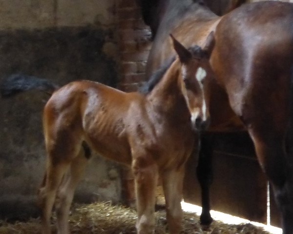 dressage horse Siegbert TS (Westphalian, 2018, from Saint Cyr)