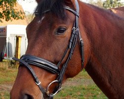 dressage horse Quelle Surprise (Westphalian, 2005, from Quattro B)